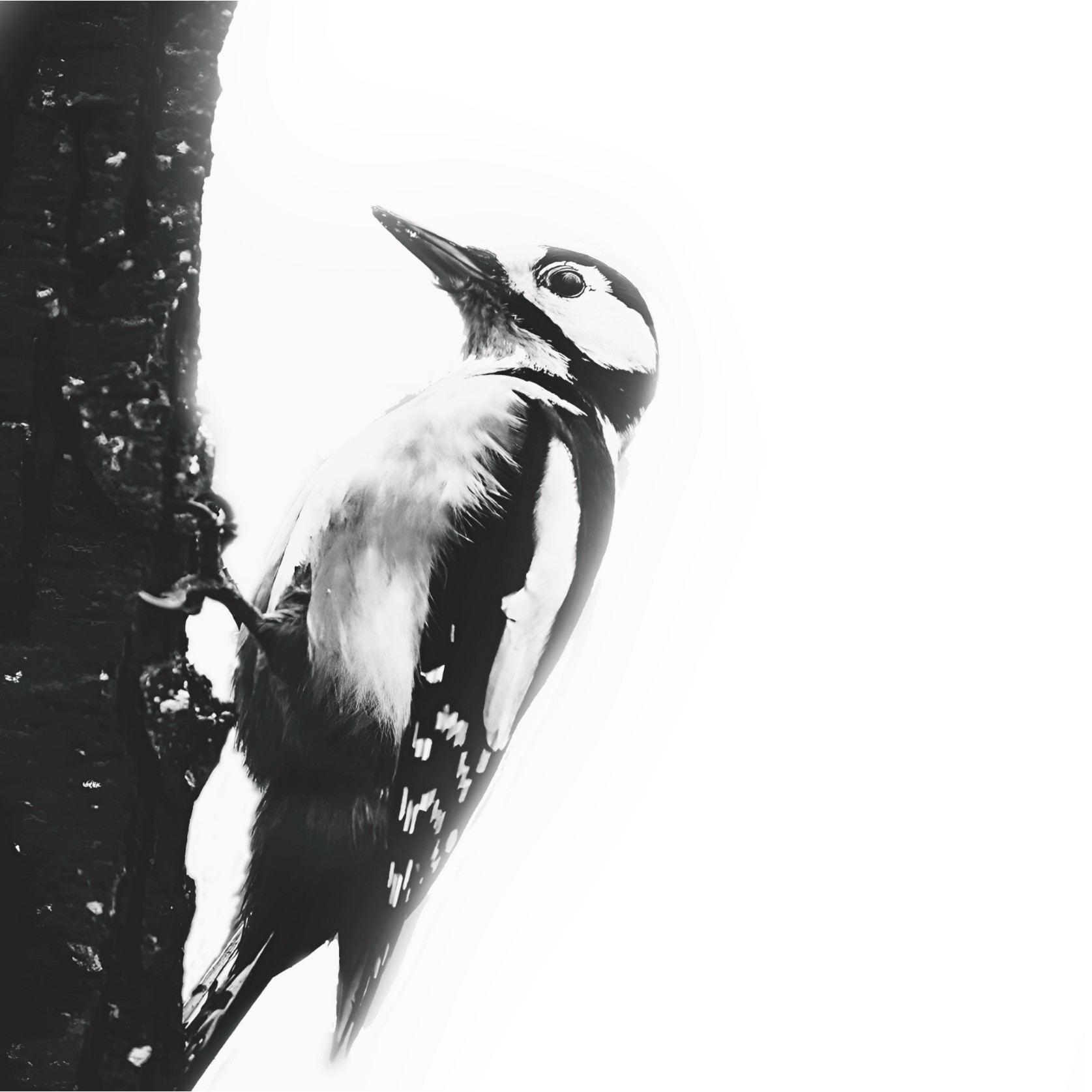 Black and white close-up photograph of a woodpecker clinging to a tree trunk — the page's visual pun on Nabina's carpentry practice