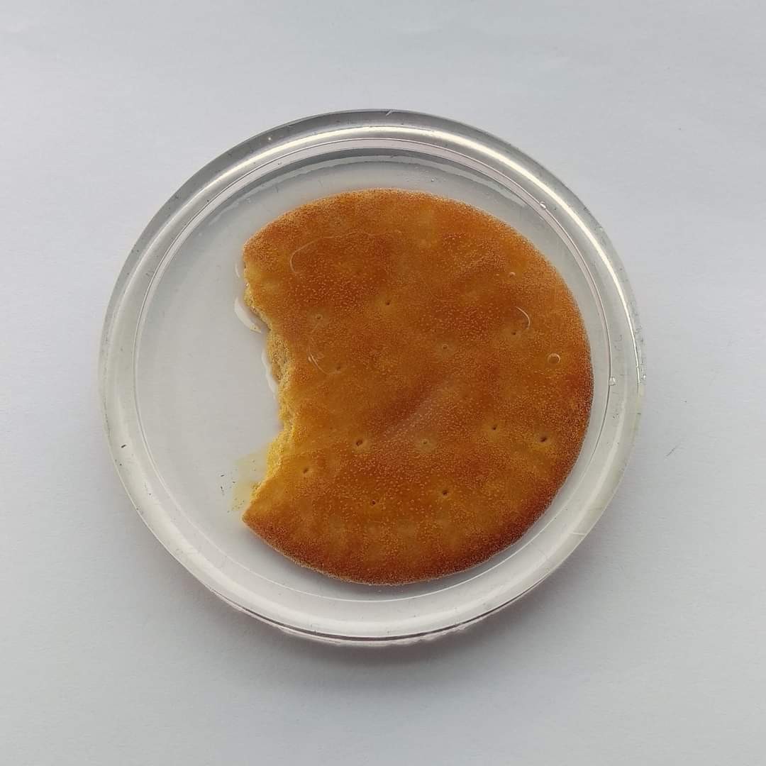 Clear round resin coaster with a bitten biscuit/cracker embedded and preserved inside